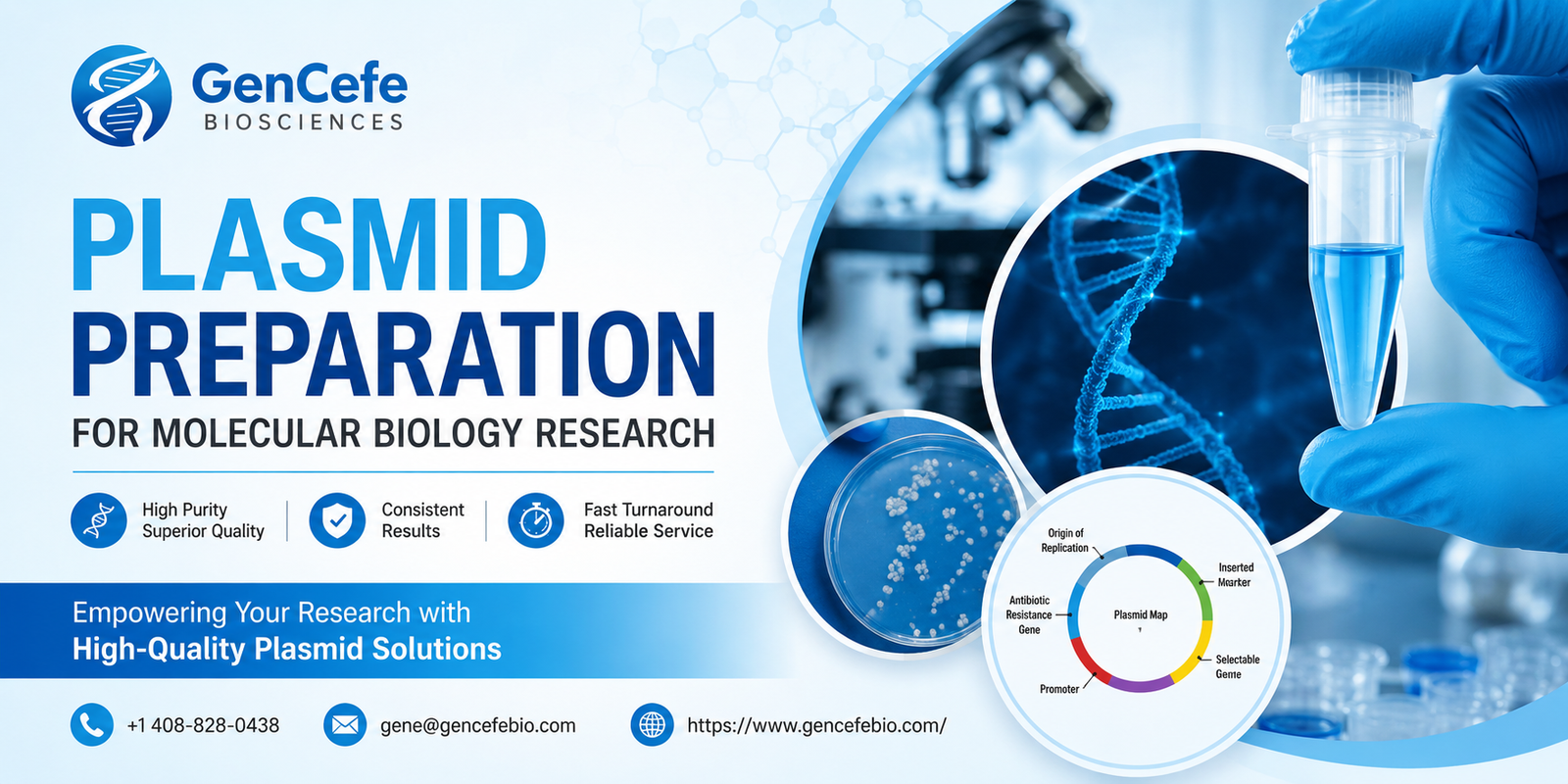 Plasmid Preparation